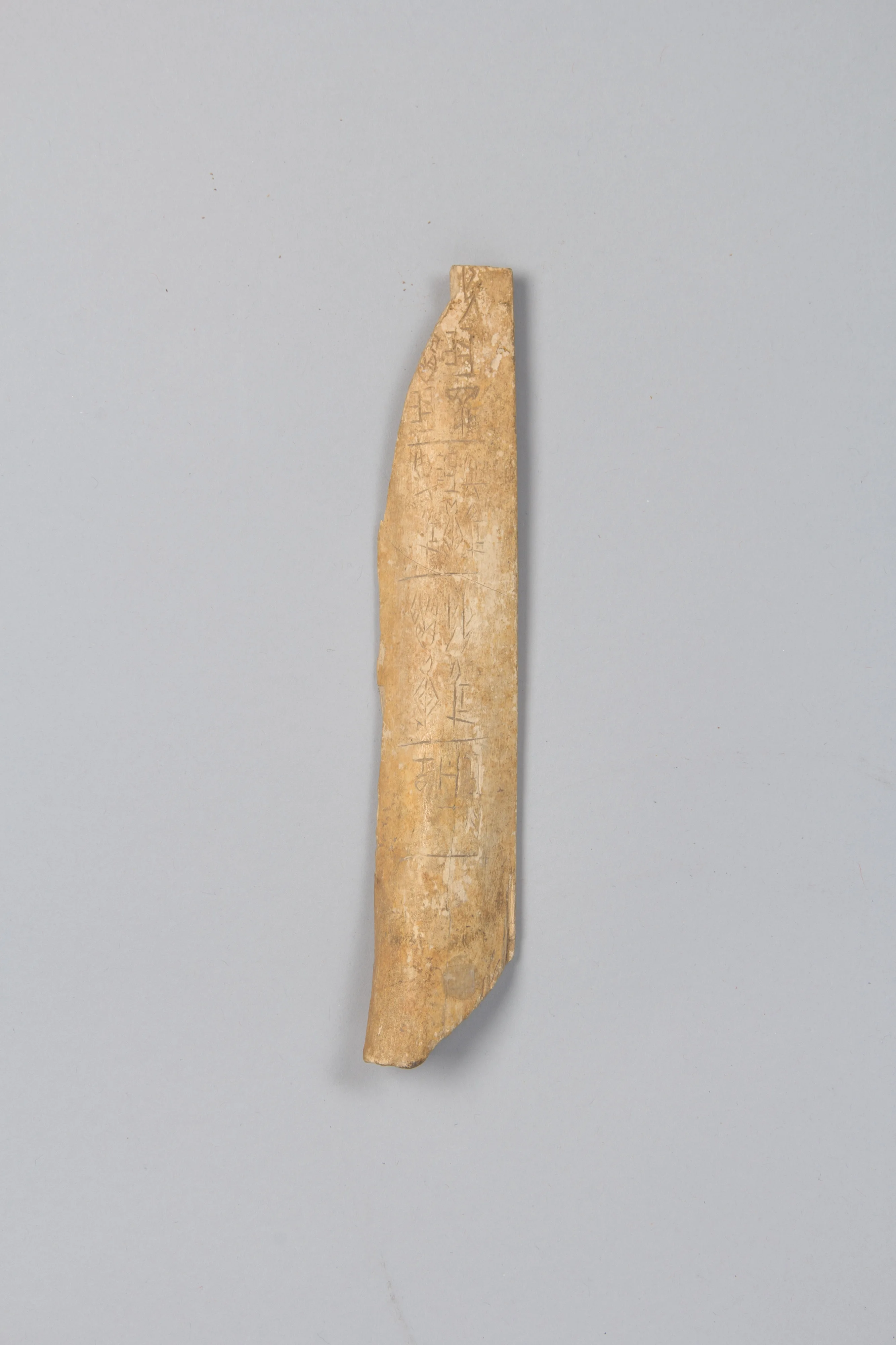 Oracle bone.jpeg