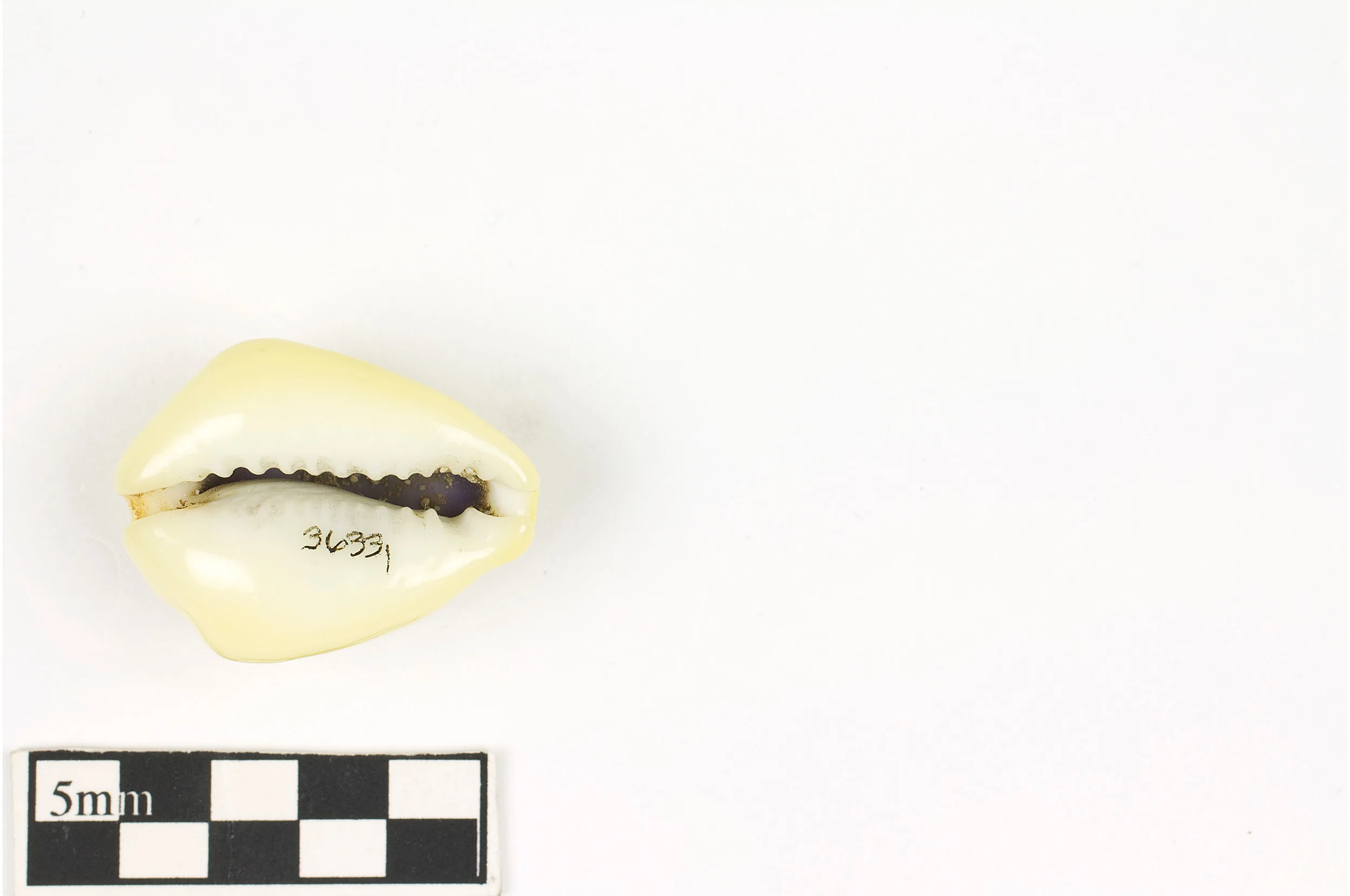 Money Cowrie, Money Cowrie (1).jpeg
