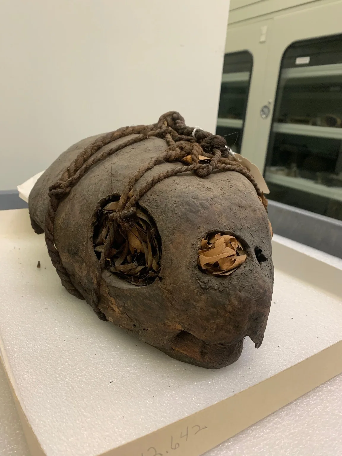 Divination Skull of Loggerhead Turtle.jpeg