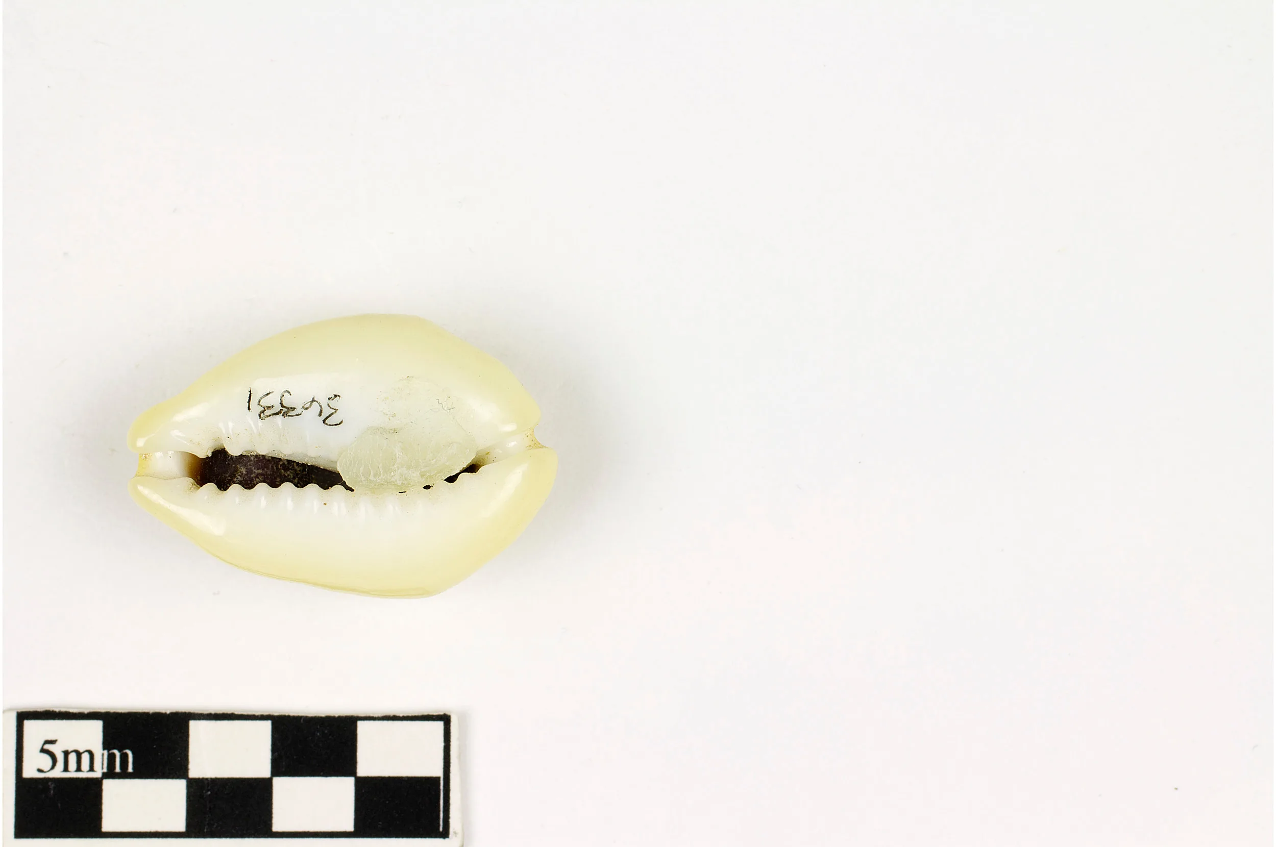 Money Cowrie, Money Cowrie (2).jpeg