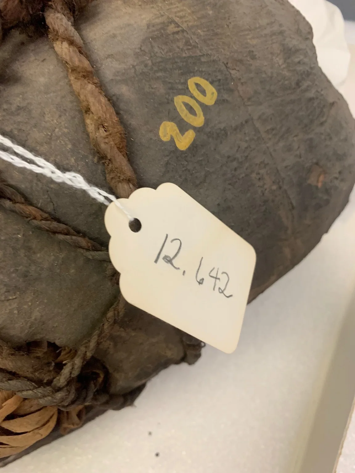 Divination Skull of Loggerhead Turtle (1).jpeg